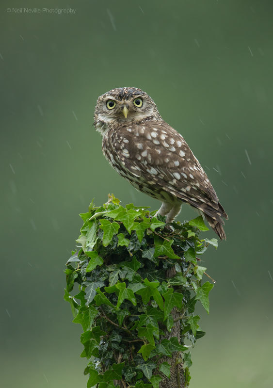  - Little Owl