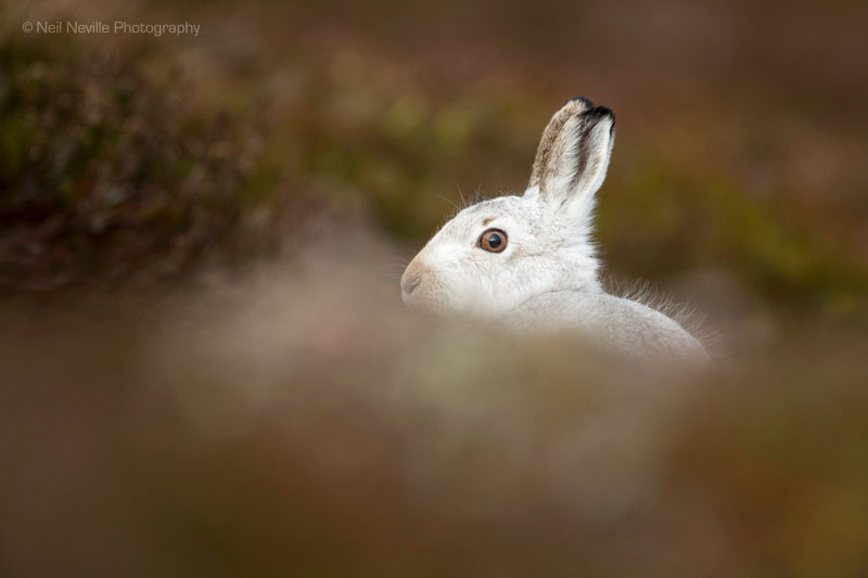  - Mountain Hare