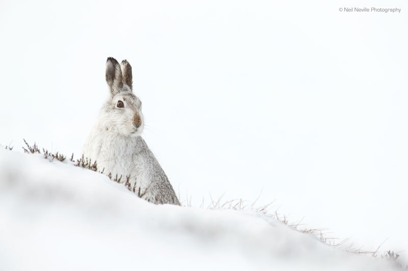  - Mountain Hare