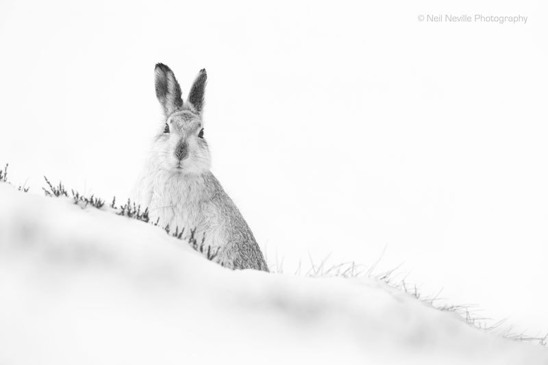  - Mountain Hare