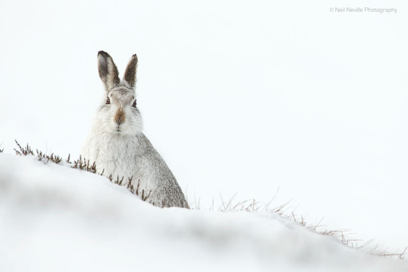  - Mountain Hare