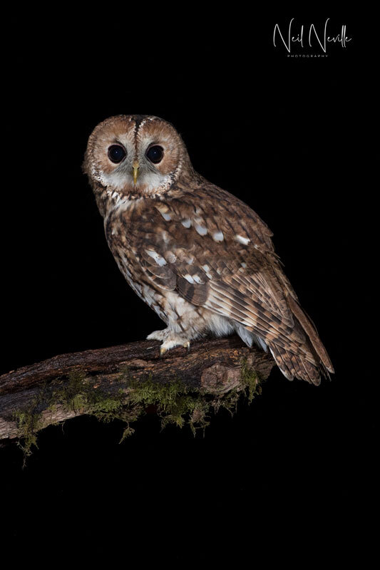 - Tawny Owl