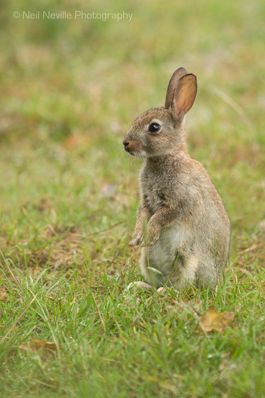  - Wild Rabbit