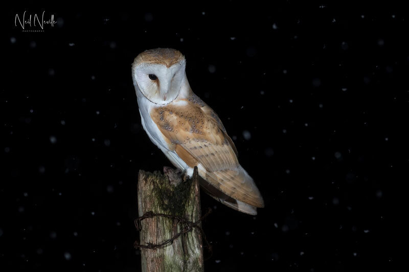  - Barn Owl
