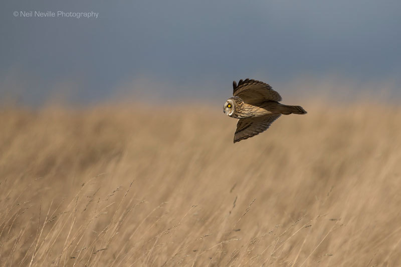  - Short Eared Owl