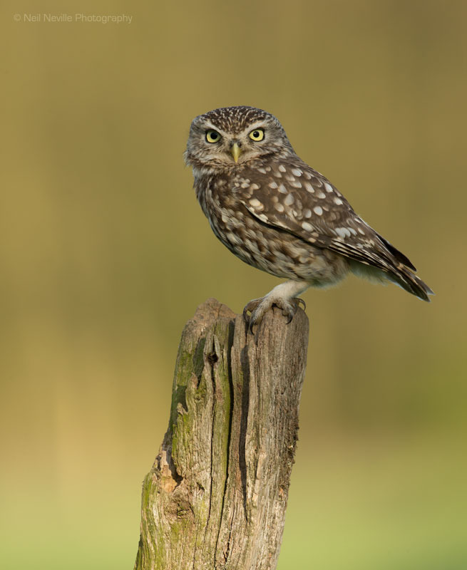  - Little Owl