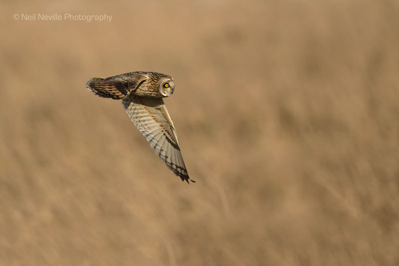  - Short Eared Owl