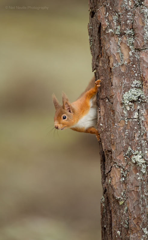  - Red Squirrel