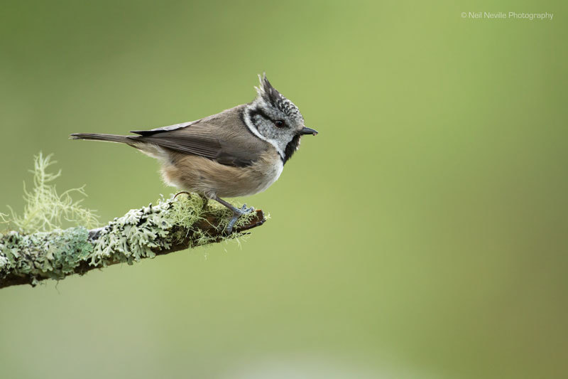  - Crested Tit