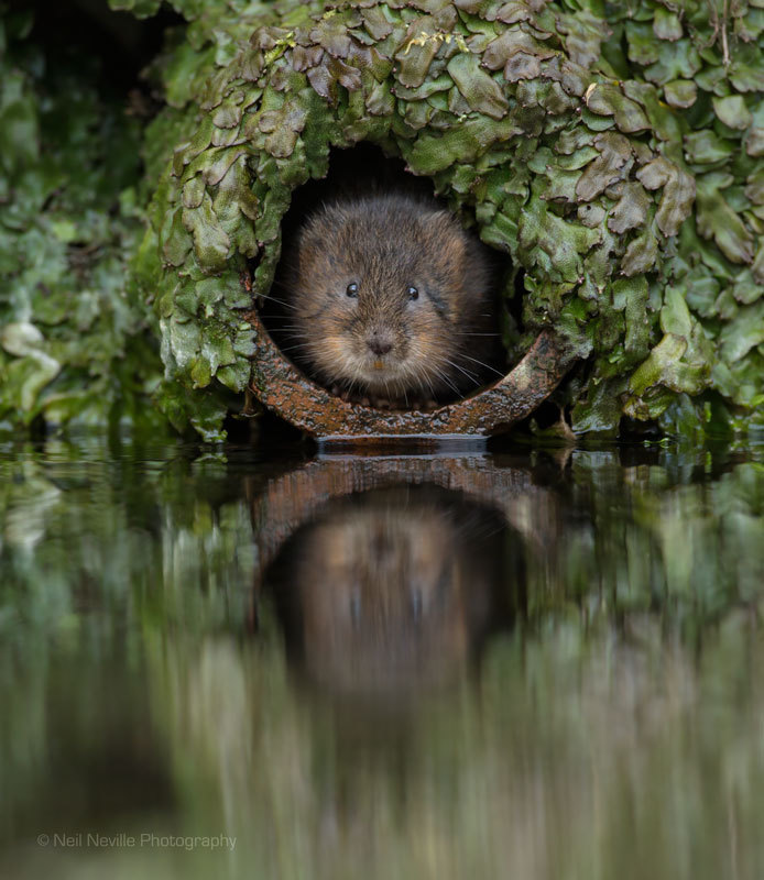  - Water Vole