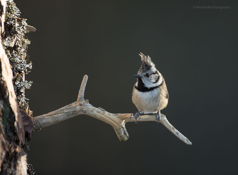  - Crested Tit