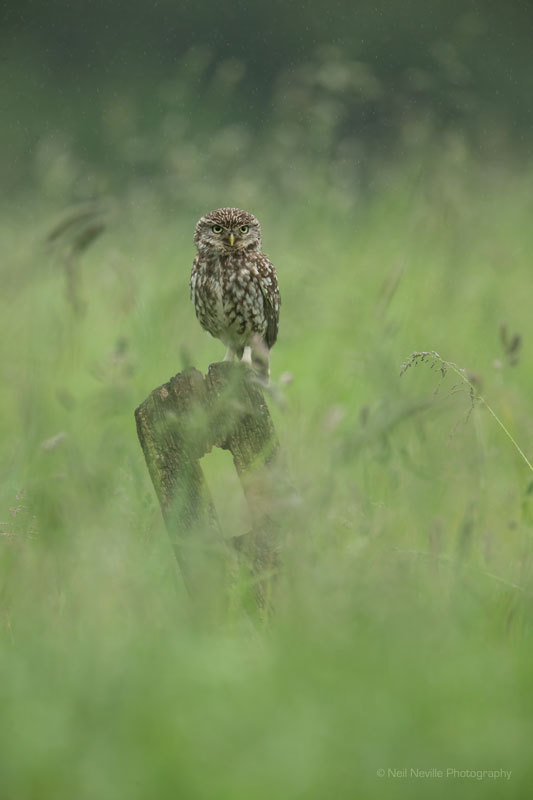  - Little Owl