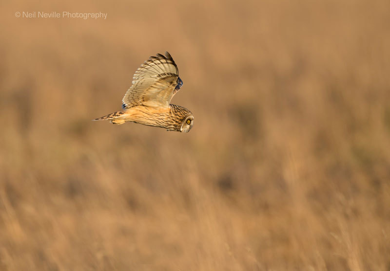  - Short Eared Owl