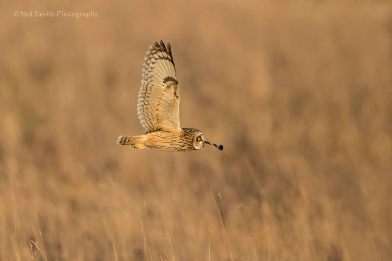  - Short Eared Owl