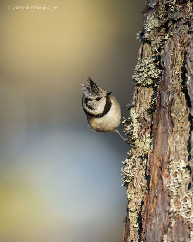  - Crested Tit