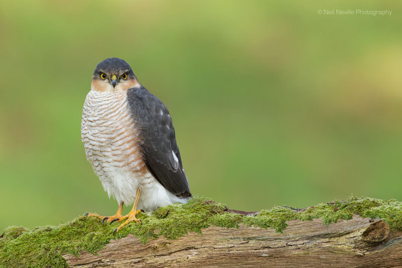  - Sparrowhawk
