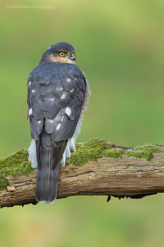  - Sparrowhawk