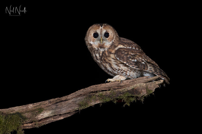  - Tawny Owl