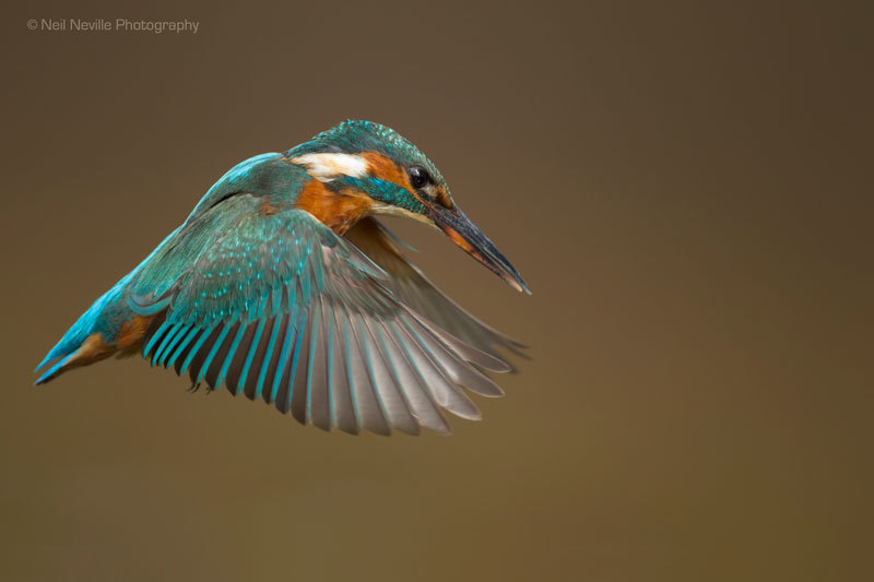  - Kingfisher
