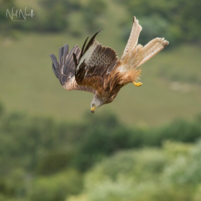  - Red Kite