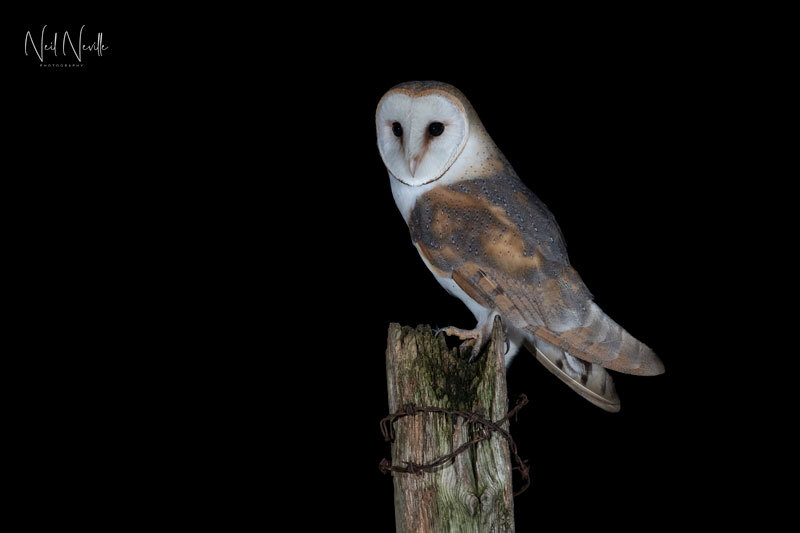  - Barn Owl