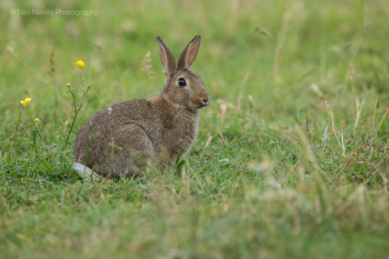  - Wild Rabbit