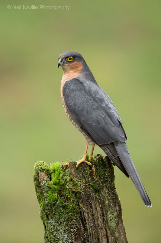 - Sparrowhawk