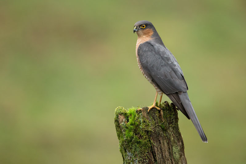  - Sparrowhawk