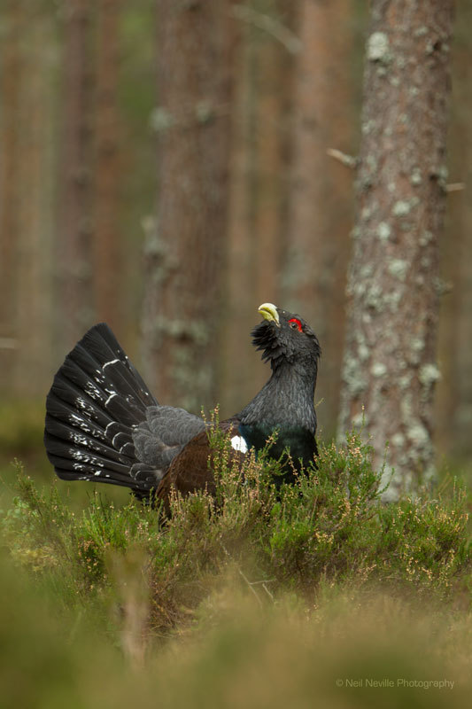 - Capercaillie