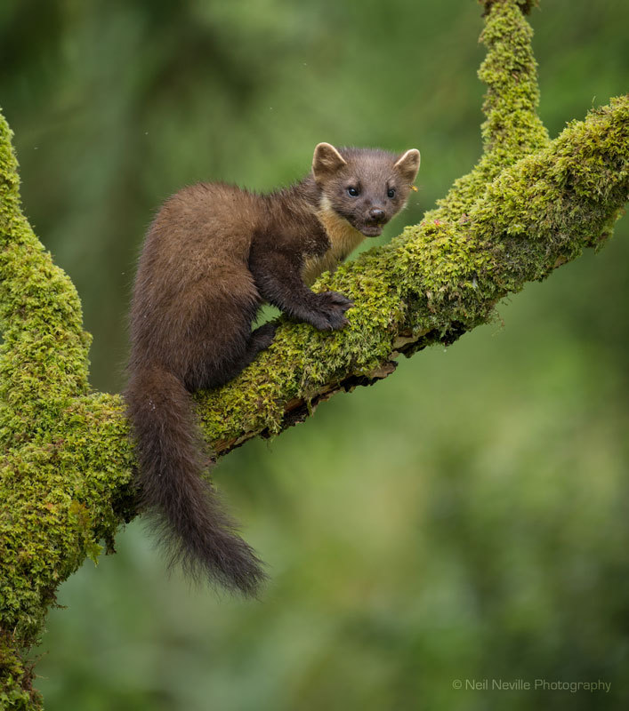  - Pine Marten