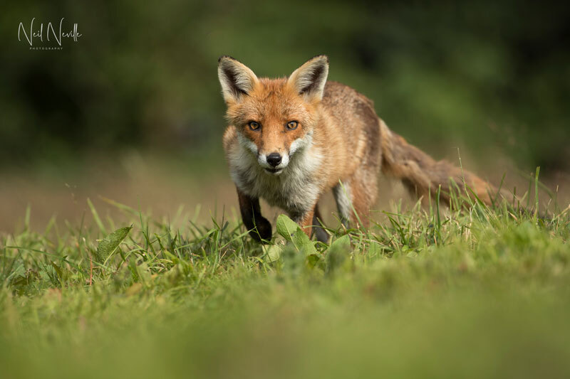 - Red Fox