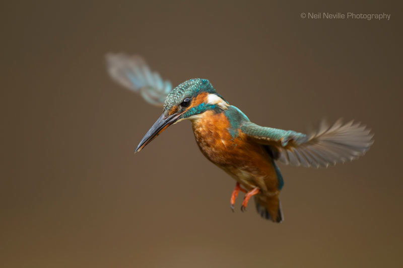  - Kingfisher
