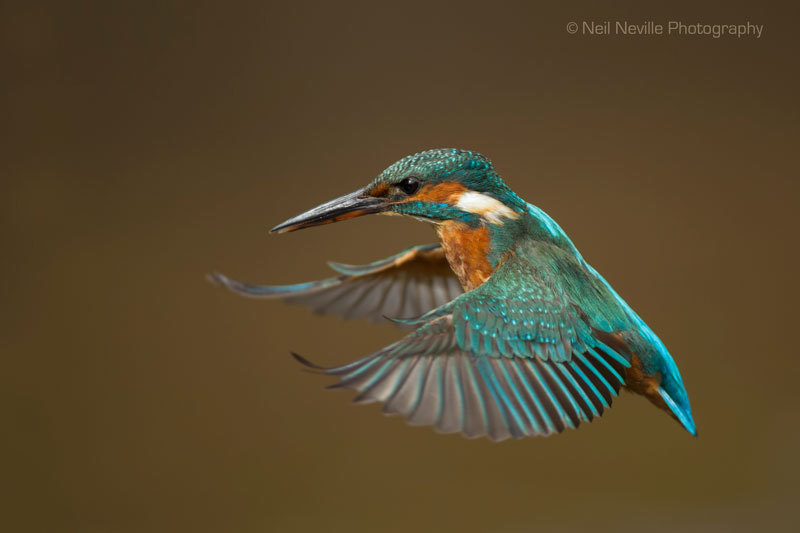  - Kingfisher