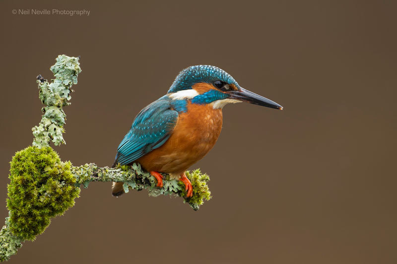  - Kingfisher