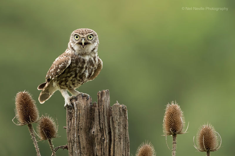  - Little Owl