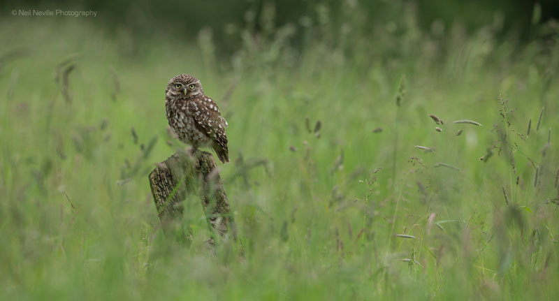  - Little Owl