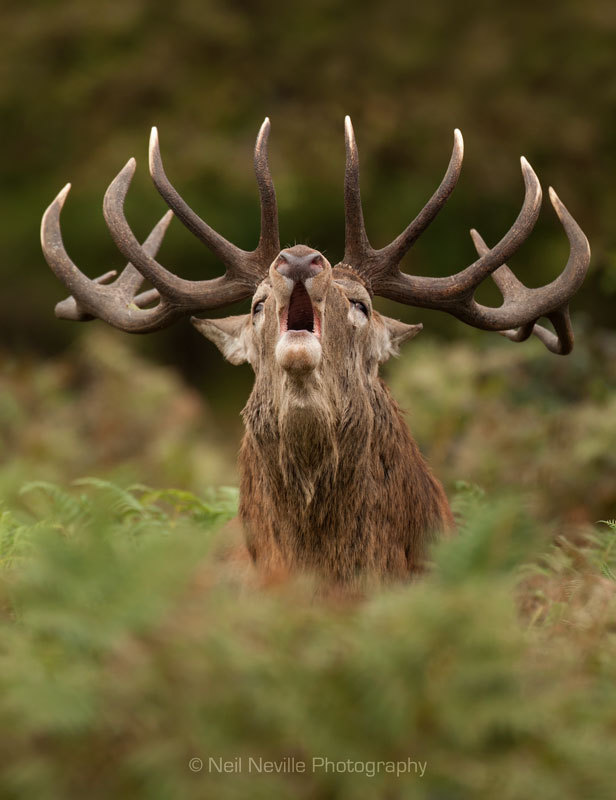  - Red Deer