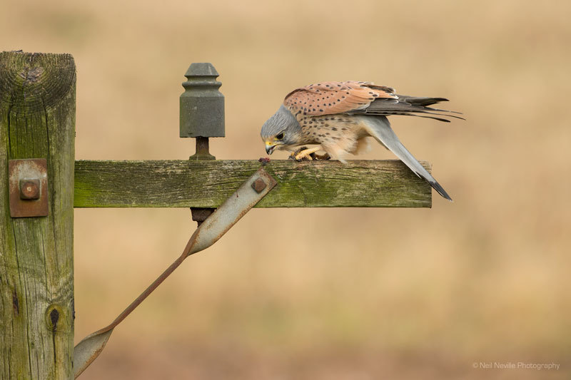  - Kestrel
