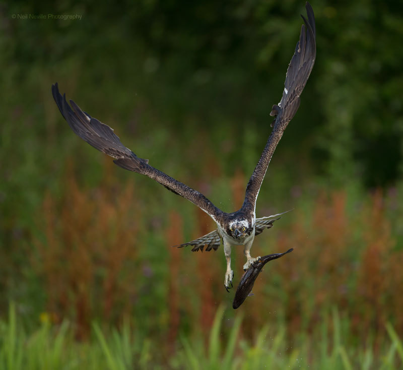  - Osprey
