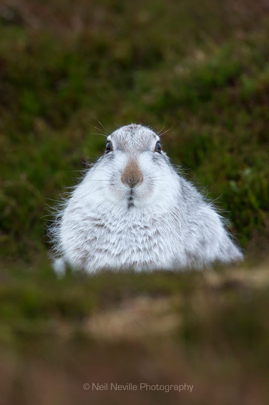  - Mountain Hare