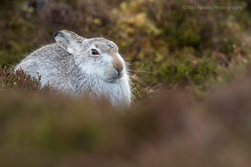  - Mountain Hare