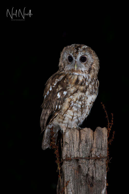  - Tawny Owl