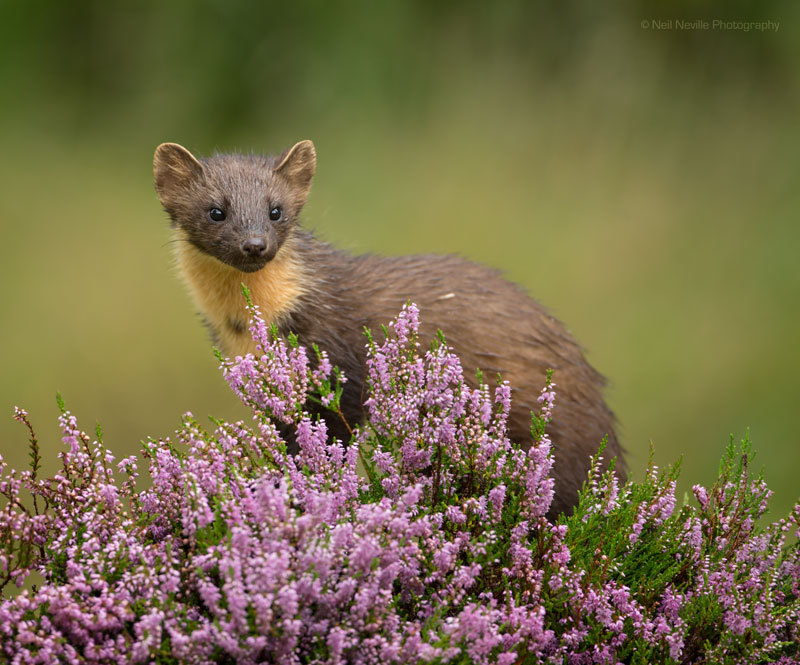  - Pine Marten