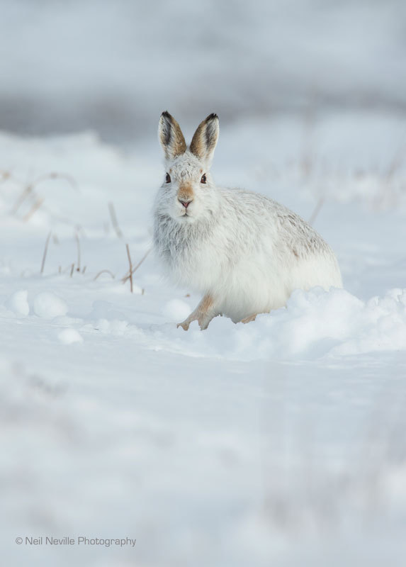  - Mountain Hare