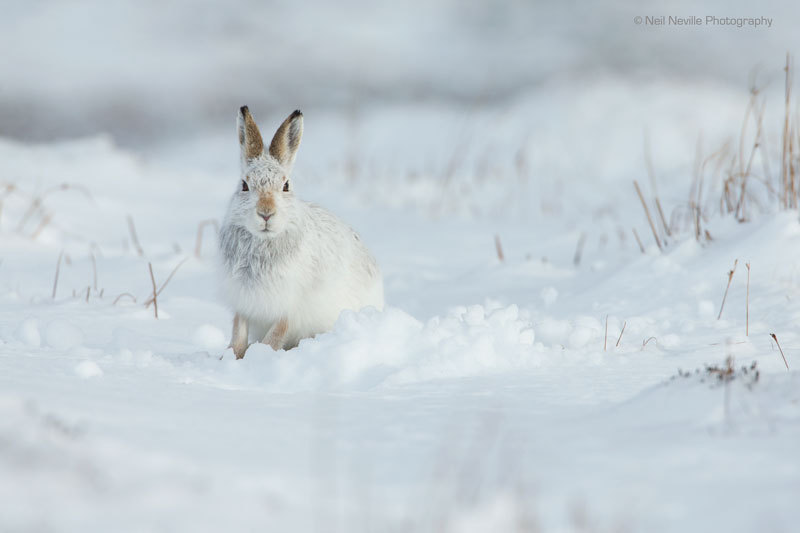  - Mountain Hare