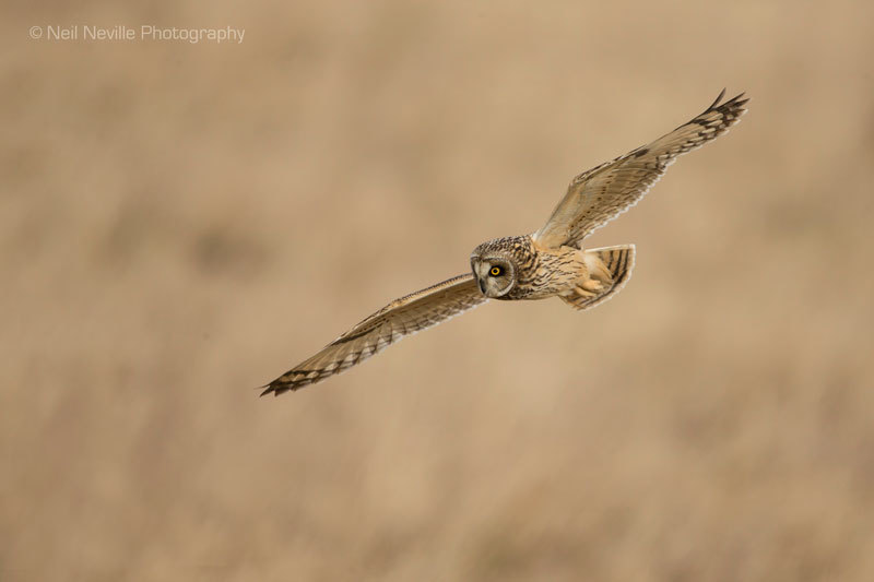  - Short Eared Owl