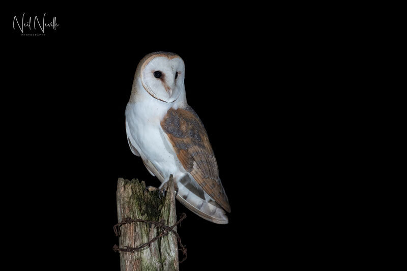  - Barn Owl