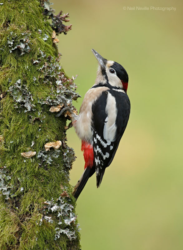  - Woodpeckers & Nuthatch