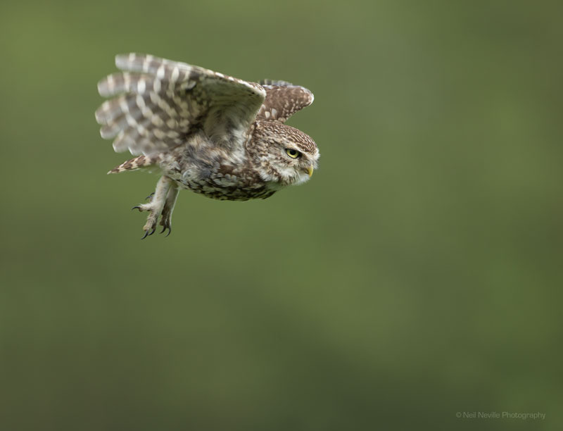  - Little Owl