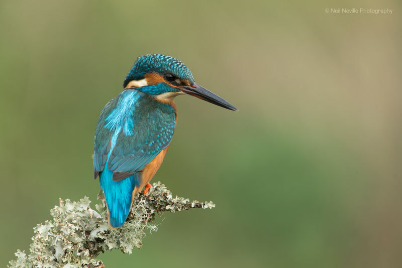  - Kingfisher